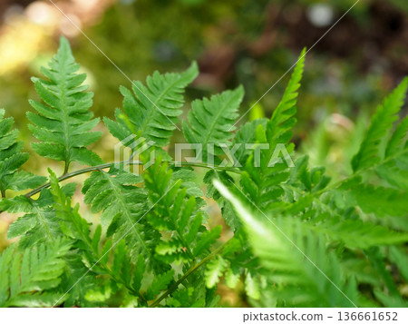 Fern-like leaves Fern-like leaves 136661652