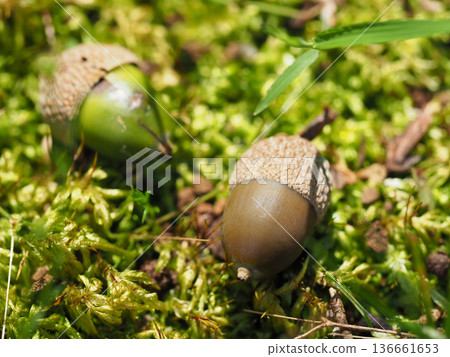 Acorns that had fallen on the moss 136661653