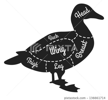 Duck butchery guide. Bird black silhouette diagram Duck butchery guide. Bird black silhouette diagram 136661714