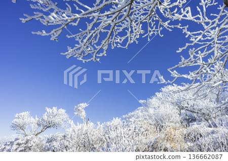 唐國岳上的梣樹 136662087