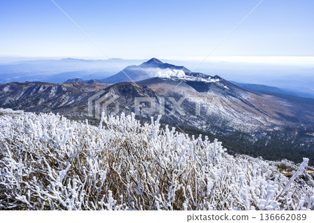 唐國岳上的梣樹 136662089