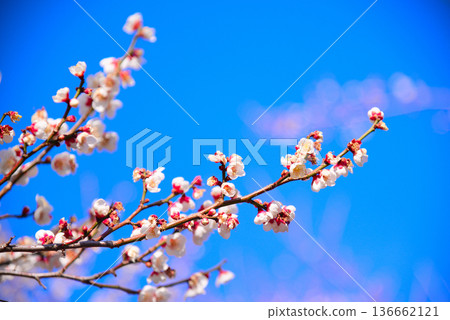 梅花告訴春天的到來 梅花告訴春天的到來 136662121