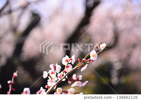 Plum blossoms telling the arrival of spring Plum blossoms telling the arrival of spring 136662126