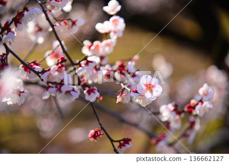 Plum blossoms telling the arrival of spring Plum blossoms telling the arrival of spring 136662127