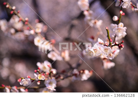 梅花告訴春天的到來 梅花告訴春天的到來 136662128