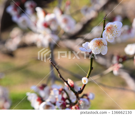 Plum blossoms telling the arrival of spring Plum blossoms telling the arrival of spring 136662130