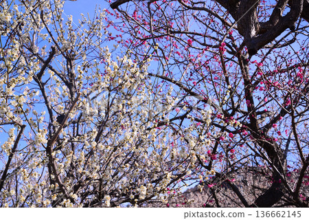 Plum blossoms telling the arrival of spring 136662145