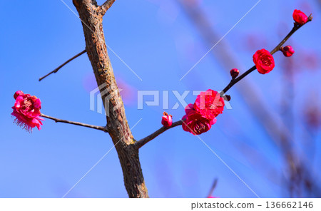 Plum blossoms telling the arrival of spring Plum blossoms telling the arrival of spring 136662146
