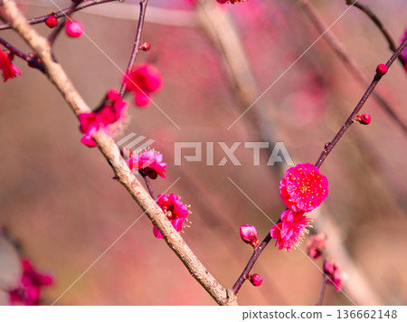梅花告訴春天的到來 梅花告訴春天的到來 136662148