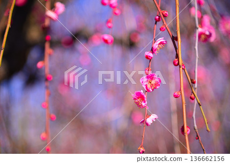 梅花告訴春天的到來 梅花告訴春天的到來 136662156