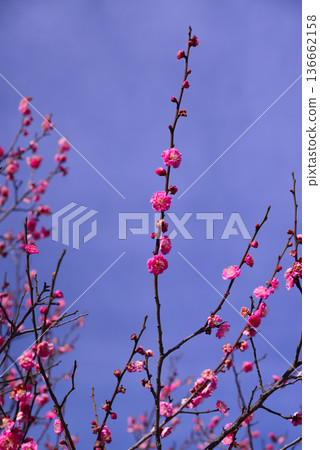 梅花告訴春天的到來 梅花告訴春天的到來 136662158