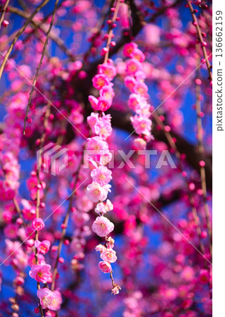 梅花告訴春天的到來 梅花告訴春天的到來 136662159