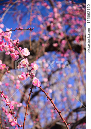梅花告訴春天的到來 梅花告訴春天的到來 136662160