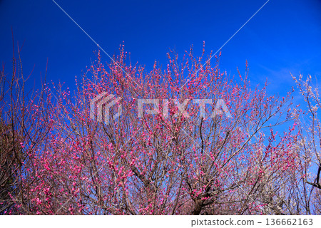 梅花告訴春天的到來 136662163