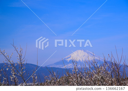 梅花告訴春天的到來 梅花告訴春天的到來 136662167