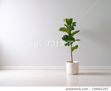 A cute Fiddle-leaf fig plant in front of the wall 136662267