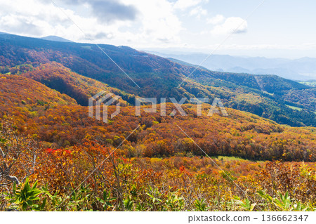 Autumn in Yamagata Zao - Autumn leaves in the Zao Central Plateau - View from Torikabutoyama Observatory Autumn in Yamagata Zao - Autumn leaves in the Zao Central Plateau - View from Torikabutoyama Observatory 136662347