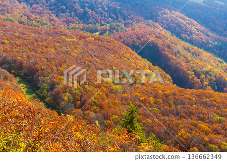 Autumn in Yamagata Zao - Autumn leaves in the Zao Central Plateau - View from Torikabutoyama Observatory 136662349