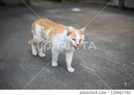 cat貓棕白貓 cat貓棕白貓 136662392