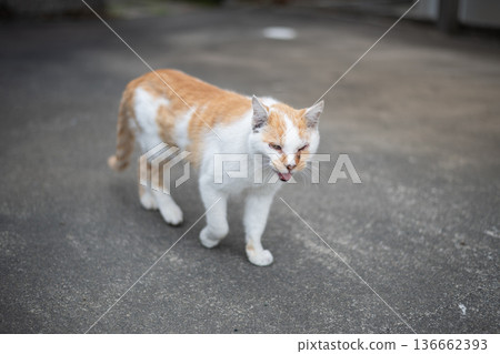 cat貓棕白貓 cat貓棕白貓 136662393