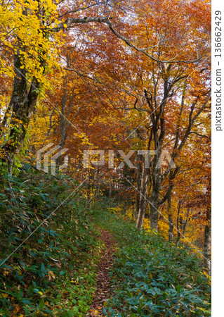 山形藏王的秋天－藏王中央高原的秋葉 136662429