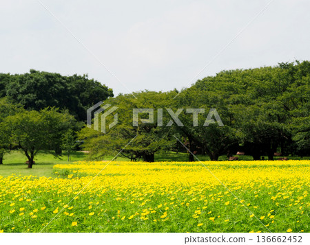 Yellow flower flower garden 136662452