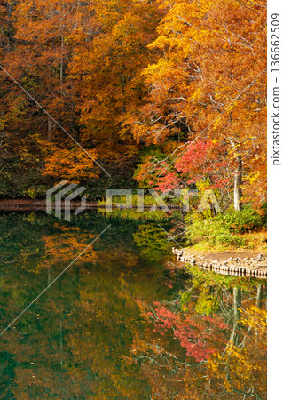 Autumn in Yamagata Zao - Autumn leaves in the Zao Central Plateau - Dokko Swamp Autumn in Yamagata Zao - Autumn leaves in the Zao Central Plateau - Dokko Swamp 136662509