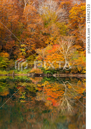 Autumn in Yamagata Zao - Autumn leaves in the Zao Central Plateau - Dokko Swamp 136662510