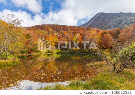 山形藏王的秋天、藏王中央高原的秋葉、片貝池 山形藏王的秋天、藏王中央高原的秋葉、片貝池 136662531