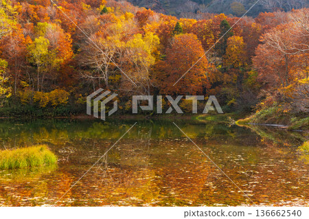 Autumn in Yamagata Zao, Autumn leaves in Zao Central Plateau, Katakai Pond 136662540