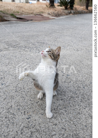 Cute cat punching 136662560