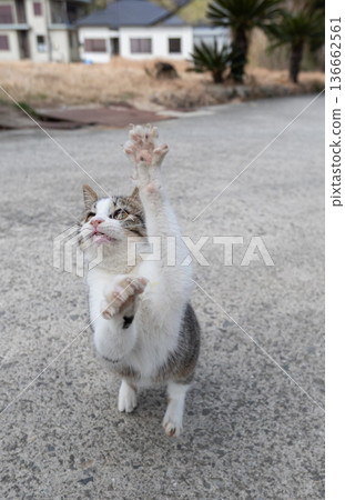 Cute cat punching Cute cat punching 136662561