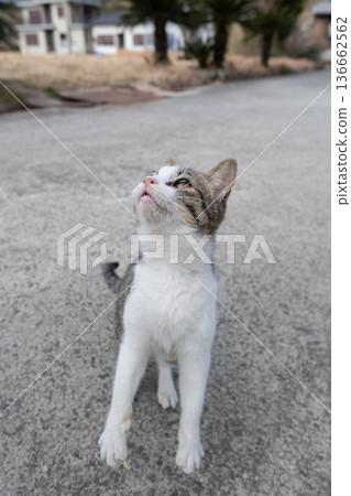 Cute cat punching 136662562