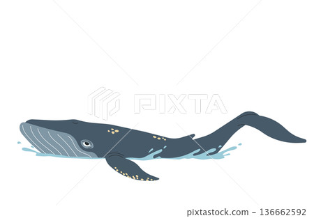 Big whale illustration Big whale illustration 136662592