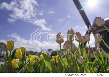 Soak in the light and shine tulips 136662600