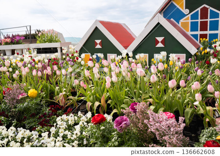 Colorful tulips Colorful tulips 136662608