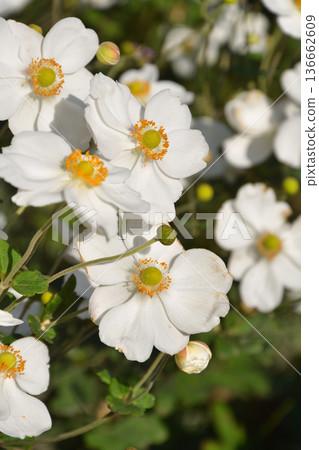 2025年10月12日拍攝的皇家宮殿花園中盛開的玫瑰花。 2025年10月12日拍攝的皇家宮殿花園中盛開的玫瑰花。 136662609