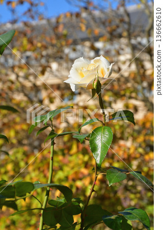 Roses blooming in the gardens of the Palais Royal, photographed on October 12, 2025 Roses blooming in the gardens of the Palais Royal, photographed on October 12, 2025 136662610