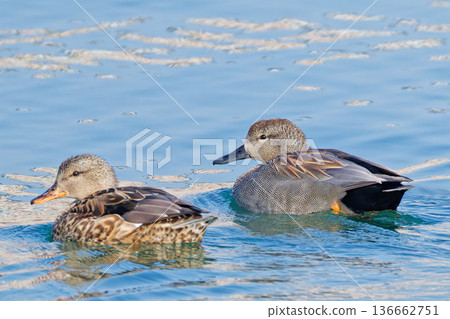 兩隻赤頸鴨在瀨戶內海游泳 136662751