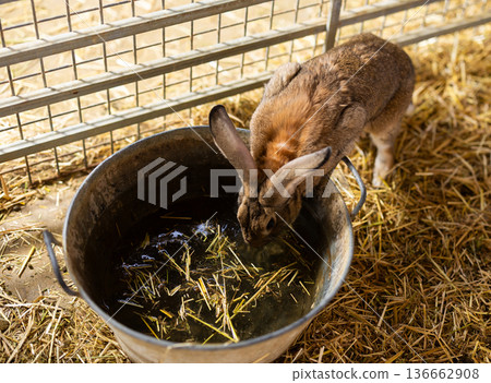 Rabbit drinks in pen on livestock farm Rabbit drinks in pen on livestock farm 136662908