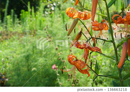 Flower of Onigari 136663218
