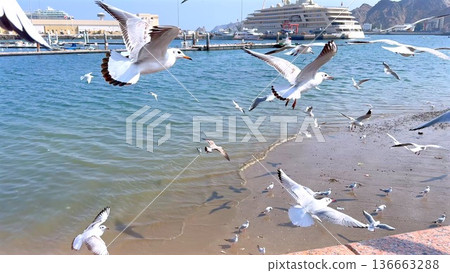 Birds Feed Near Waterfront Scene. Seagulls Gather Close To Shoreline Surroundings. Birds Soaring And Feeding Along Coastlines Near Harbor With Scenic Water Reflections 136663288