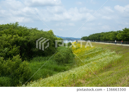 Bicycle path along the Geumgang River Bicycle path along the Geumgang River 136663300