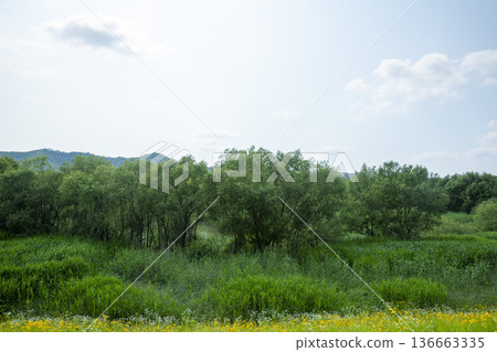 Bicycle path along the Geumgang River Bicycle path along the Geumgang River 136663335