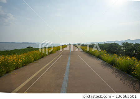 Bicycle path along the Geumgang River 136663501