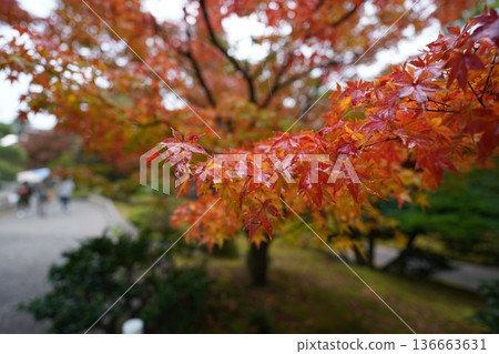 Maple leaves turning red in the rain Maple leaves turning red in the rain 136663631