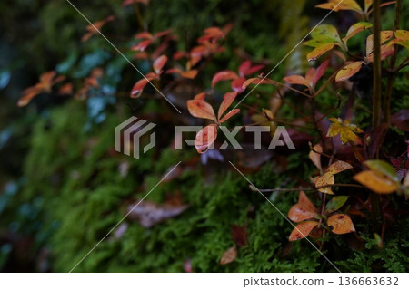 Rain-soaked autumn leaves of Enkianthus campanulatus Rain-soaked autumn leaves of Enkianthus campanulatus 136663632