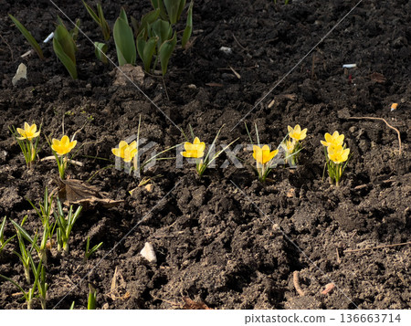 Yellow crocus flowers blooming in dark soil Yellow crocus flowers blooming in dark soil 136663714