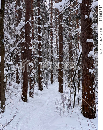 Winter forest trail winding through snow covered pine trees Winter forest trail winding through snow covered pine trees 136663715