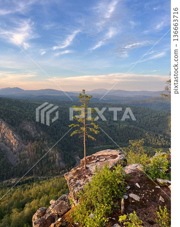 Lone pine tree standing on cliff overlooking forest valley 136663716